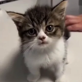 🐈
