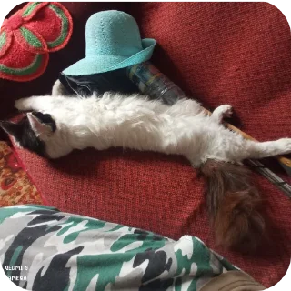 🐱