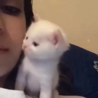 🐈
