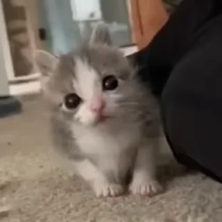 🌟
