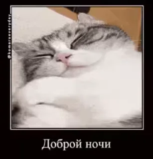 🐱
