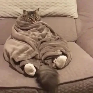 😴