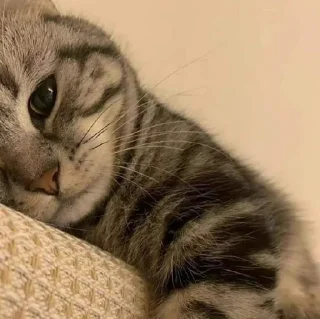 🐈