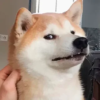 Shiba inu :: @dineloli_link