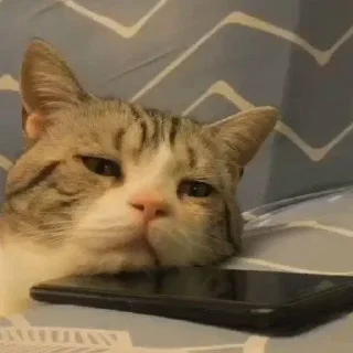 Котики @SbornikStickers