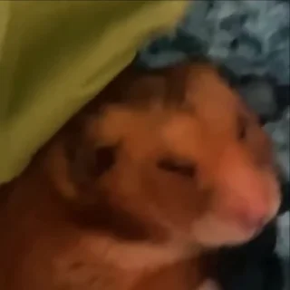🐹