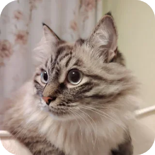 🐱