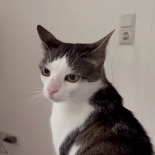 😸