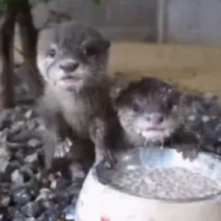 🍲