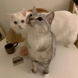 👥
