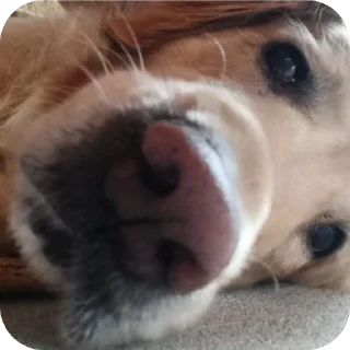 🐶