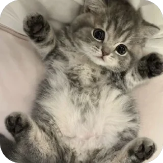 🐱