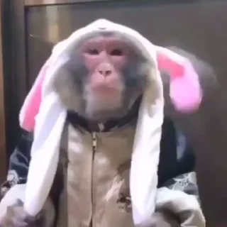 🙉
