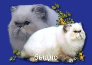 🐱