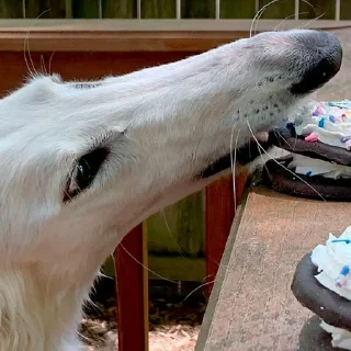 👅