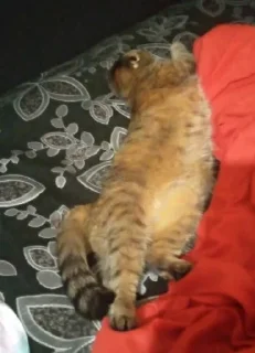 🛋