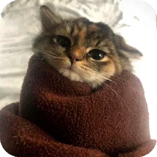 🐱