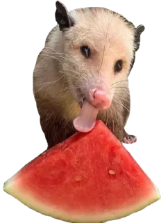 🍉