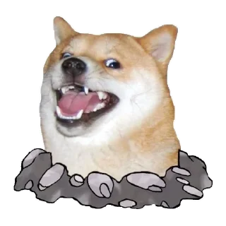 🐶