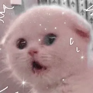 🐱