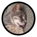 💤
