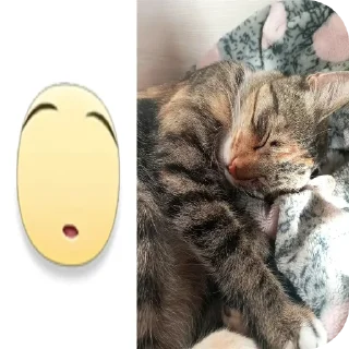 🐱