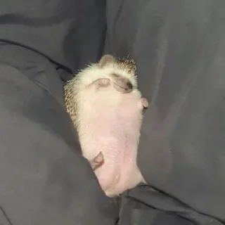 🦔