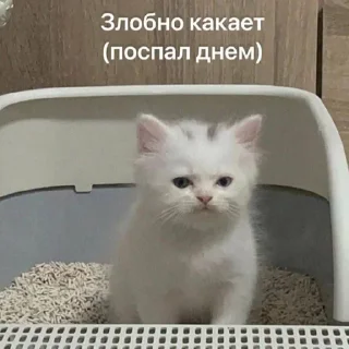 😡