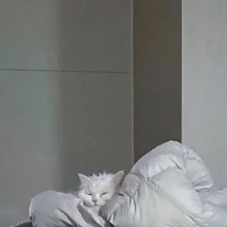 😴