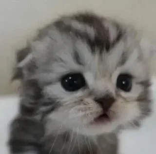 🐈‍⬛
