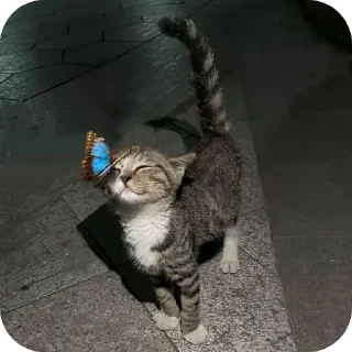 🐱