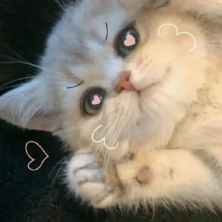 😻
