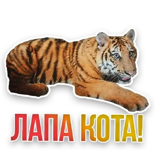 🐅