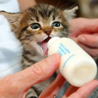 🐈