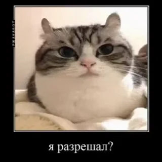 🐱