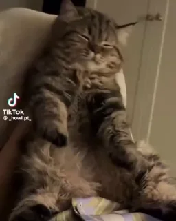 🌟