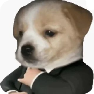 🐶
