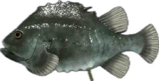 🐟
