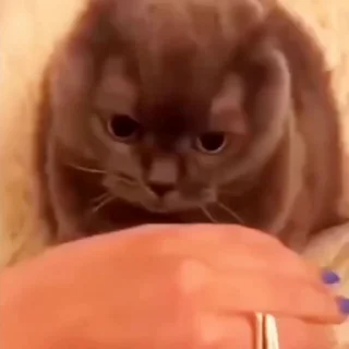 😡