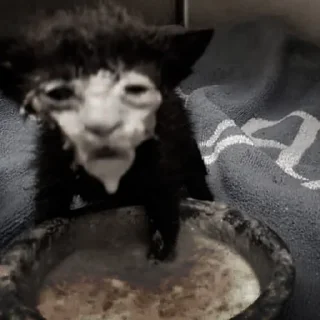 🐈‍⬛