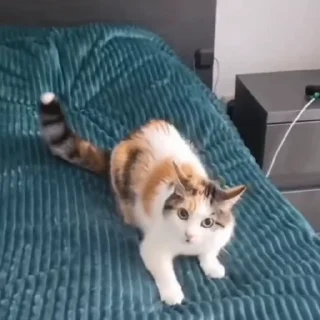 🐈