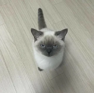 😾