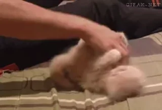 🐈