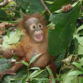 🐒