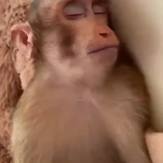 😴