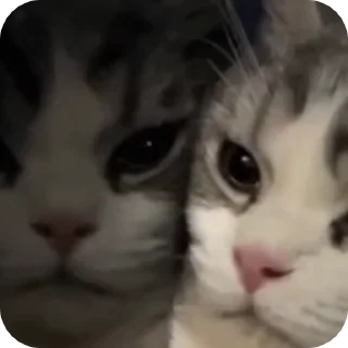 🥺