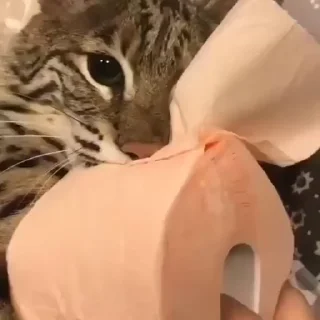 🐈