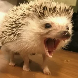 😤