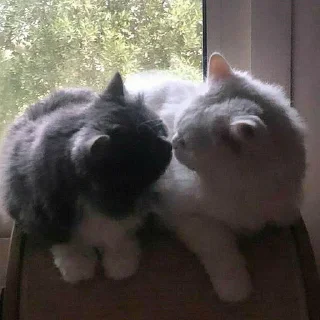 💗