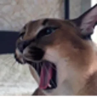 😲